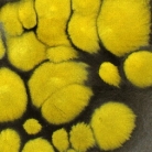 Mimosa4